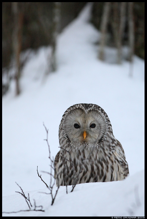 Ural owl