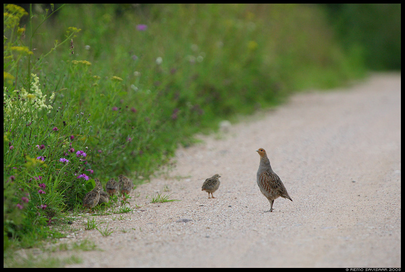 Grey partridge