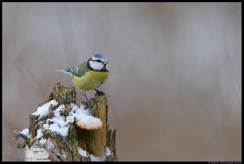 Blue tit